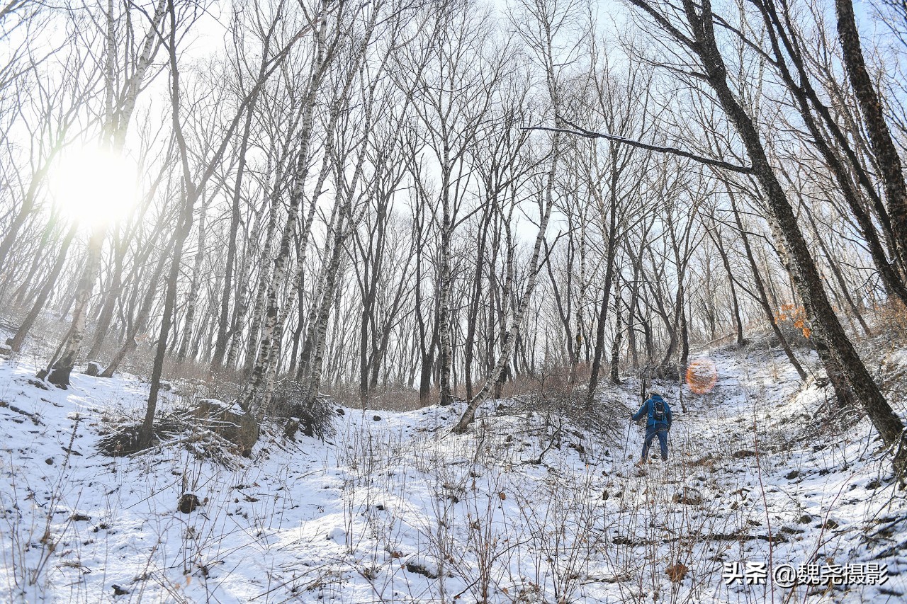 雪+雾凇+侧金盏+款冬=一次完美寻花之旅