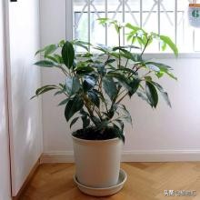 每日一花植物图片,每日一花楝花