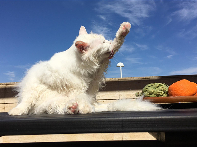 猫咪最近怎么一直舔毛,猫咪为什么开始突然频繁舔毛