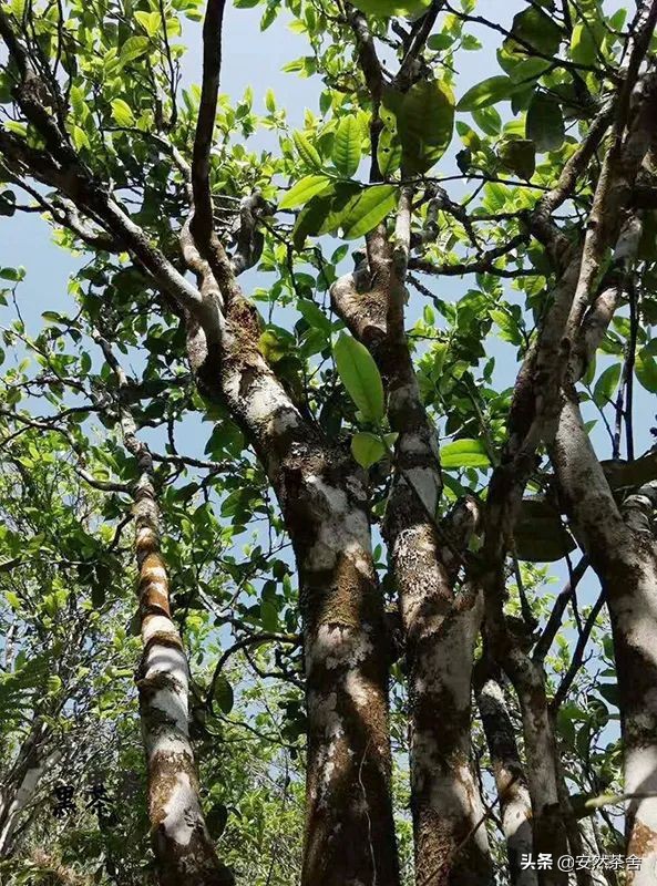 中国茶界香气高的茶,六大茶类各茶香气特点