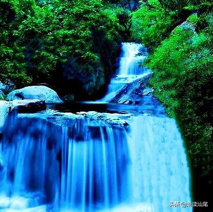 海丰公平西坑绿茶,海丰西坑茶叶