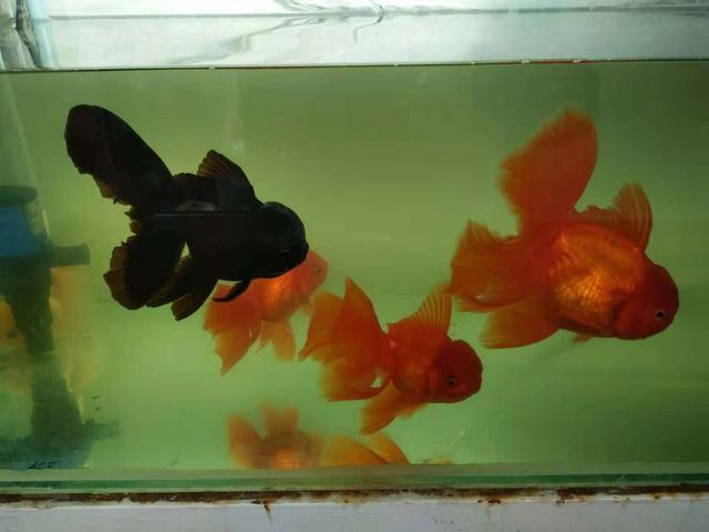 金鱼尾巴溃烂怎么回事,金鱼肚子溃烂用药后能恢复吗