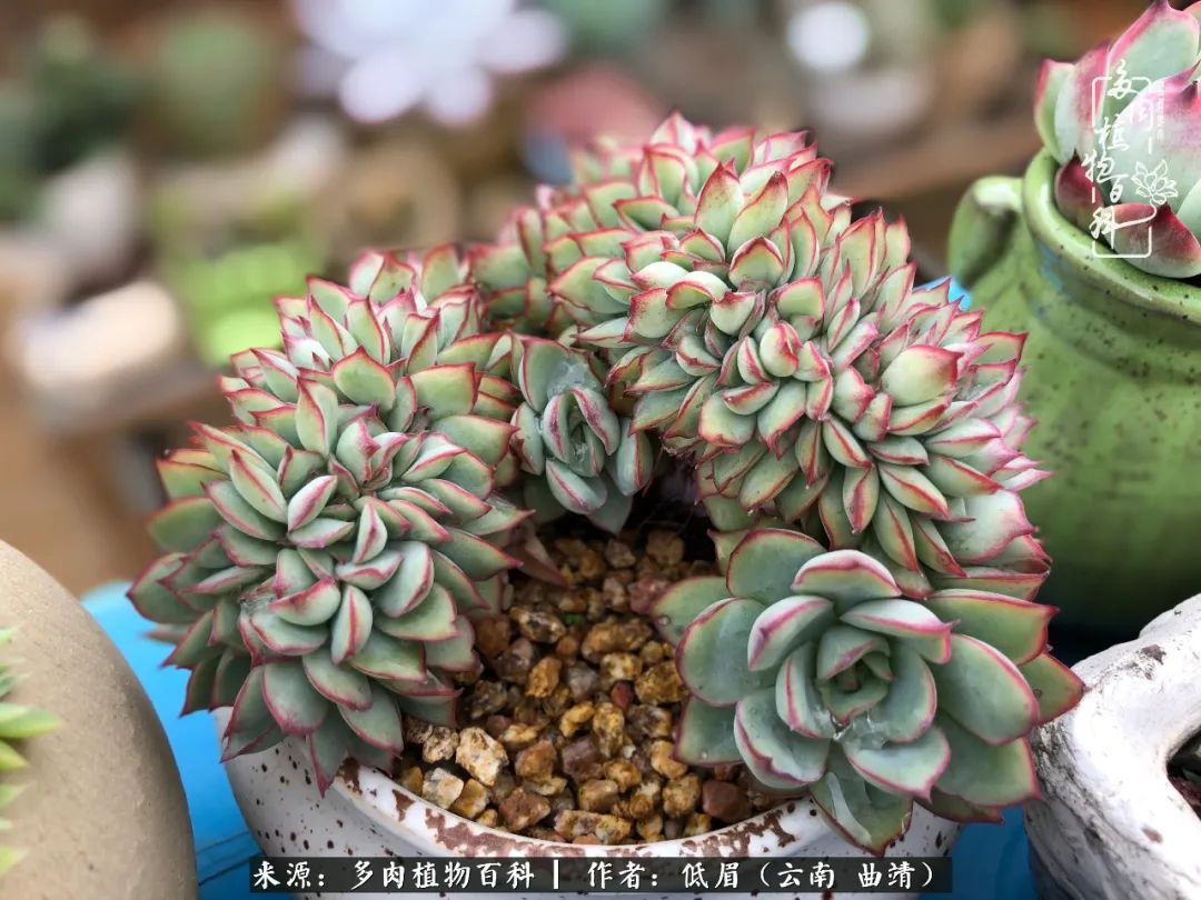 多肉怎么养度夏,多肉怎么养之度夏篇