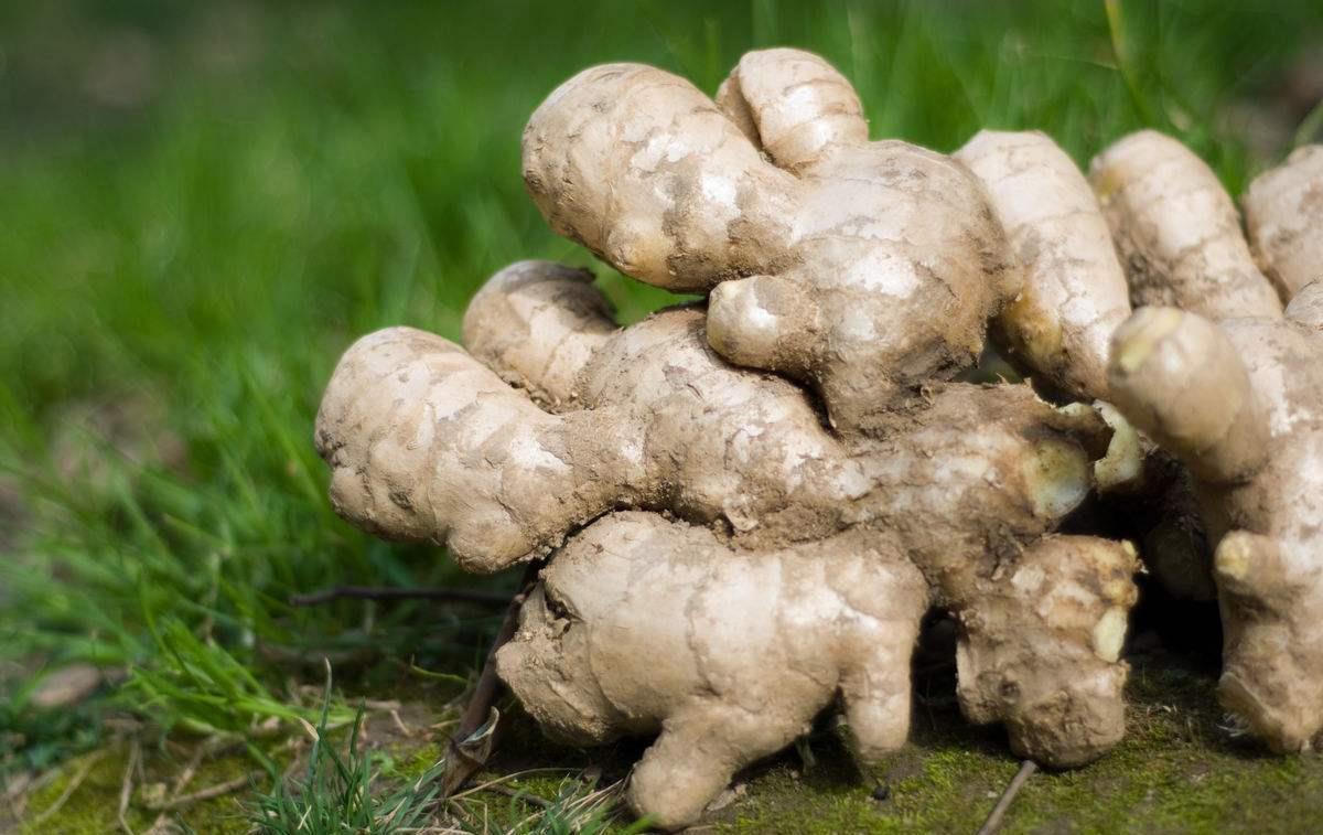 生姜发芽了拿去种,生姜种在树叶下