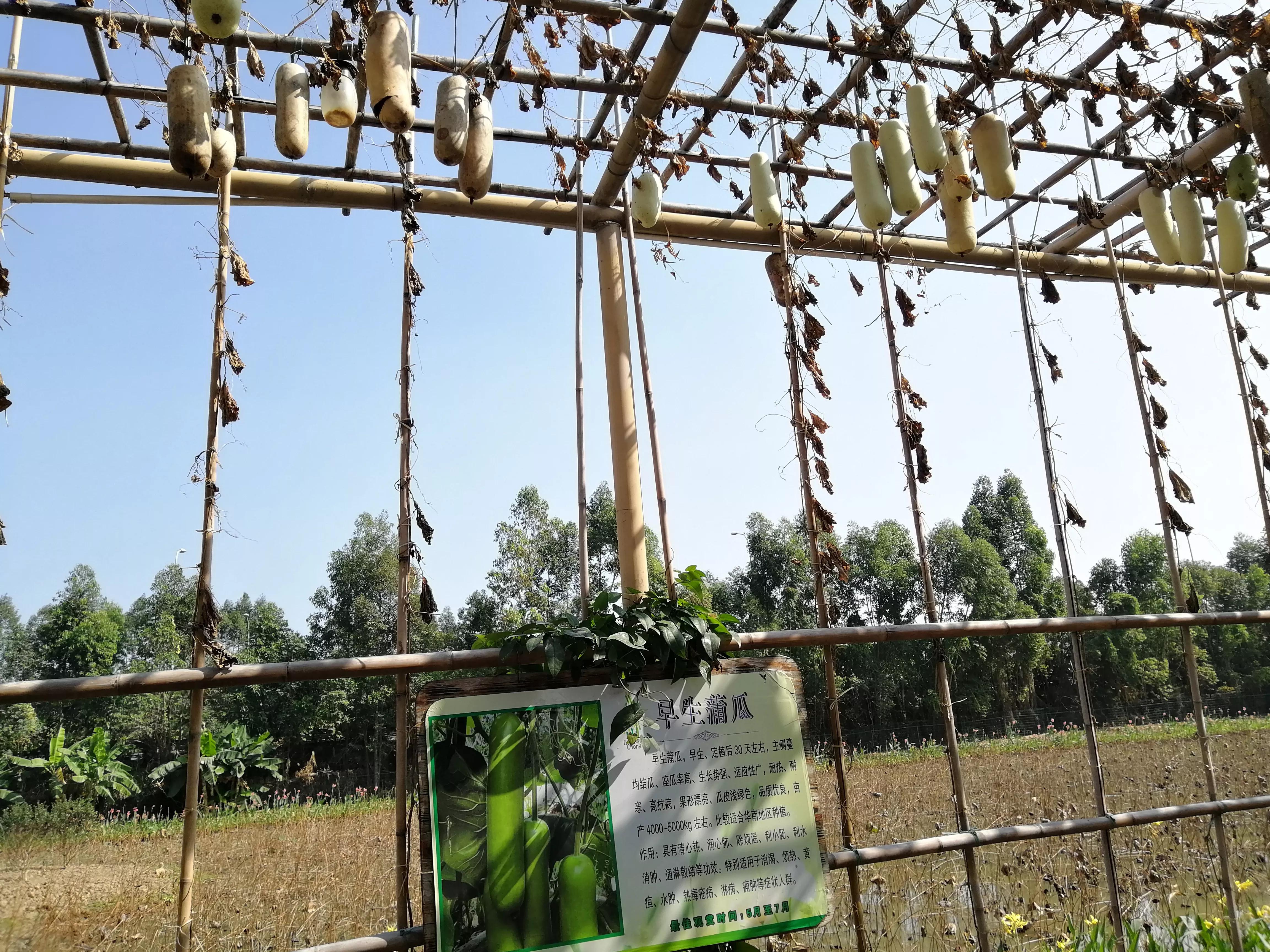 地铁4号线美丽乡村东涌,地铁4号线沿路风景