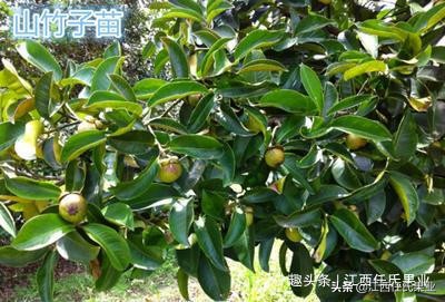 山竹树栽哪个品种最好吃,山竹树的种植方法和图片
