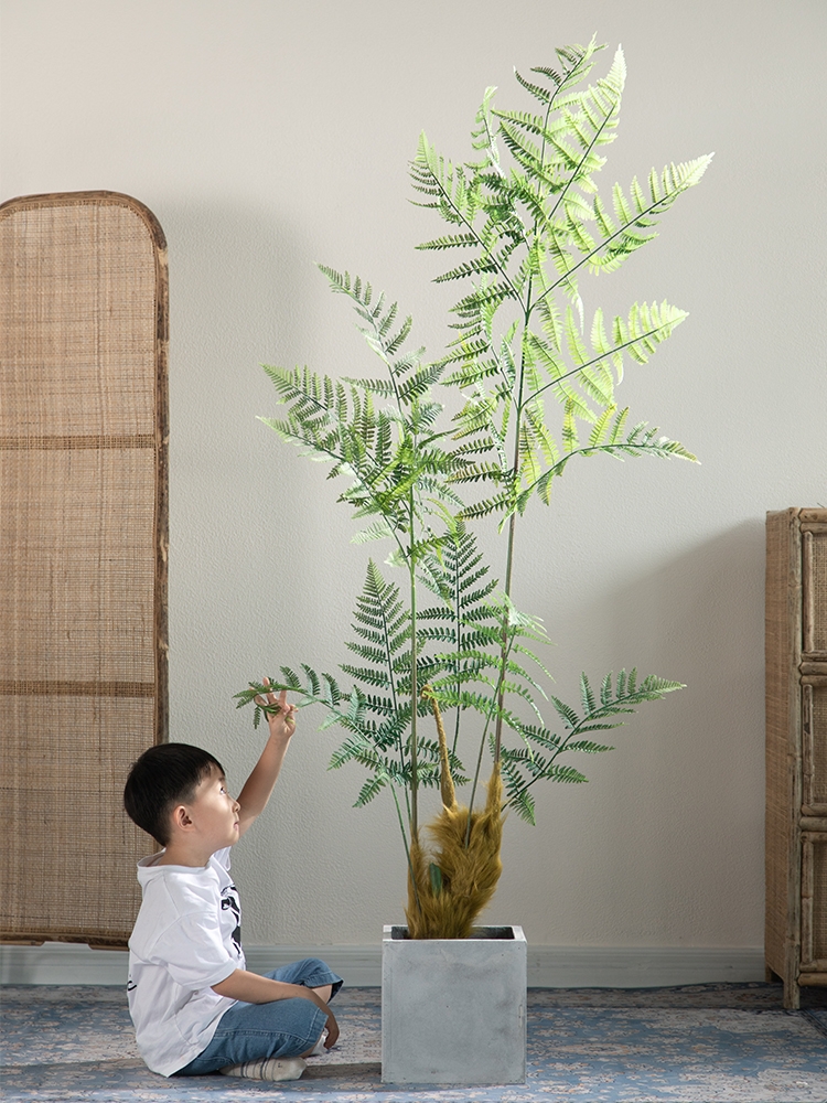 100种绿植大全,50种盆栽绿植花卉大全