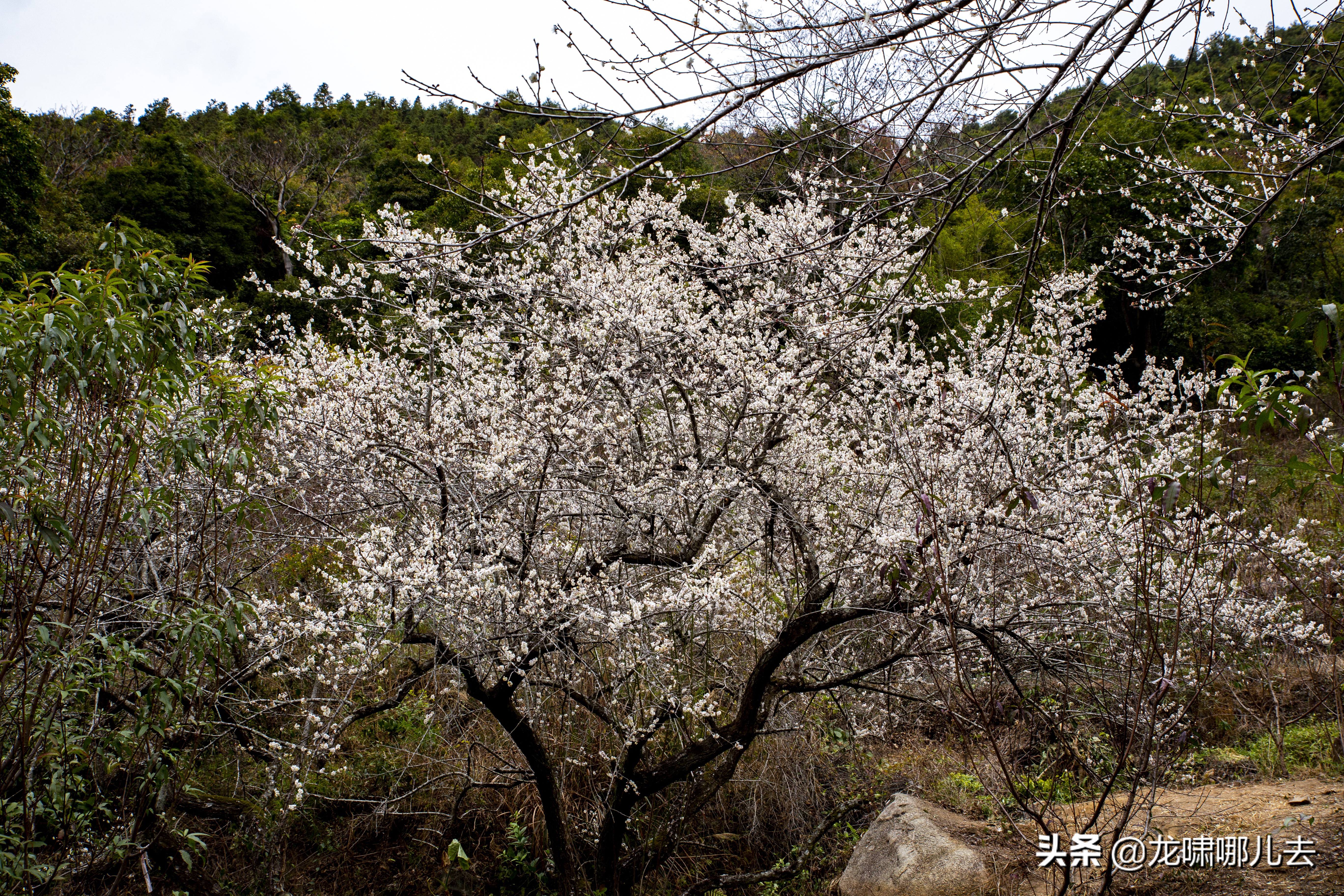 梁化梅园梅花观赏最佳时间,惠州梁化梅园看梅花时间