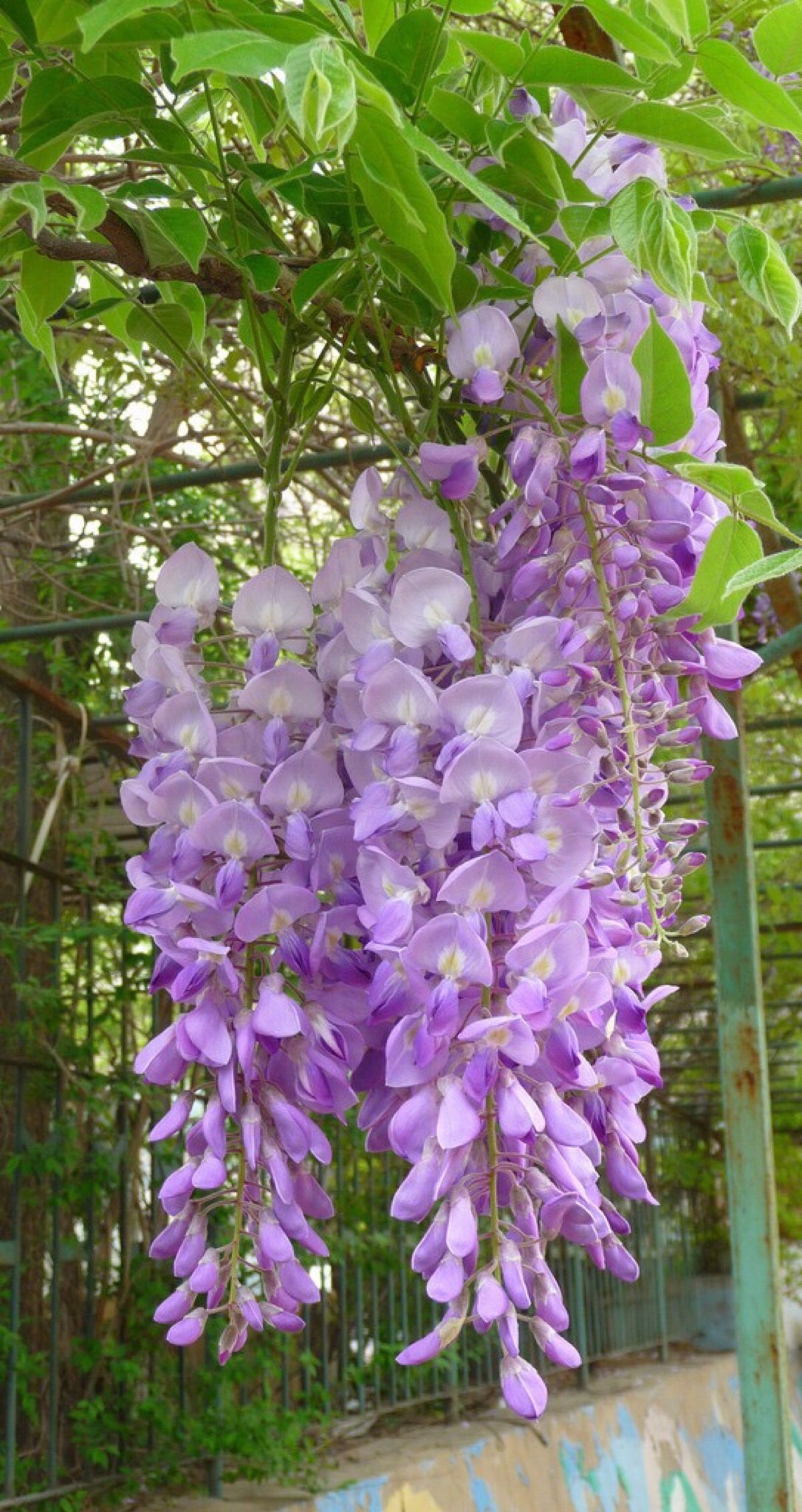 100种最毒的毒花,20种有毒的大毒花