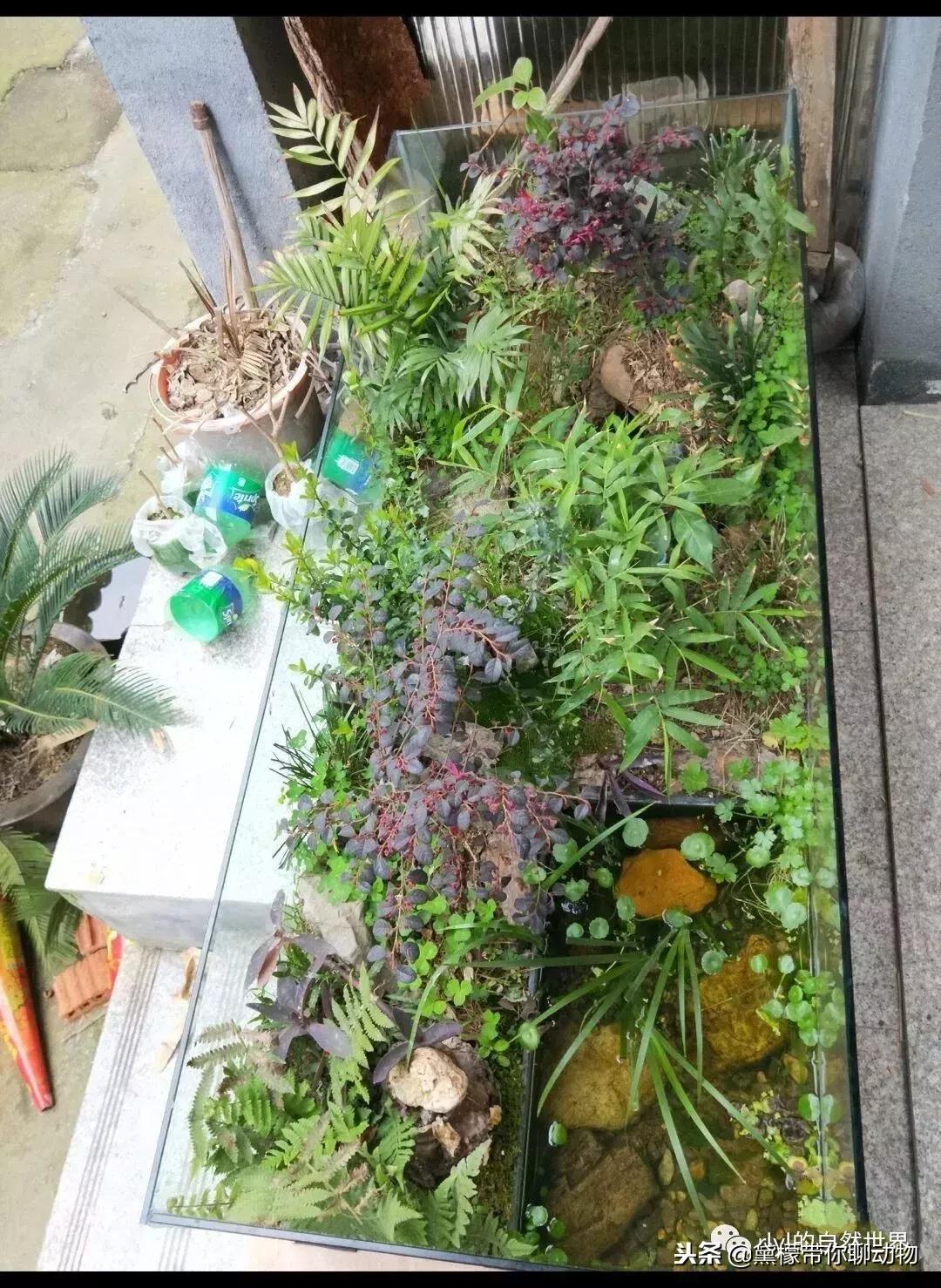 丛林造景黄缘龟池设计图大全,龟宝宝黄缘龟生态缸造景教程