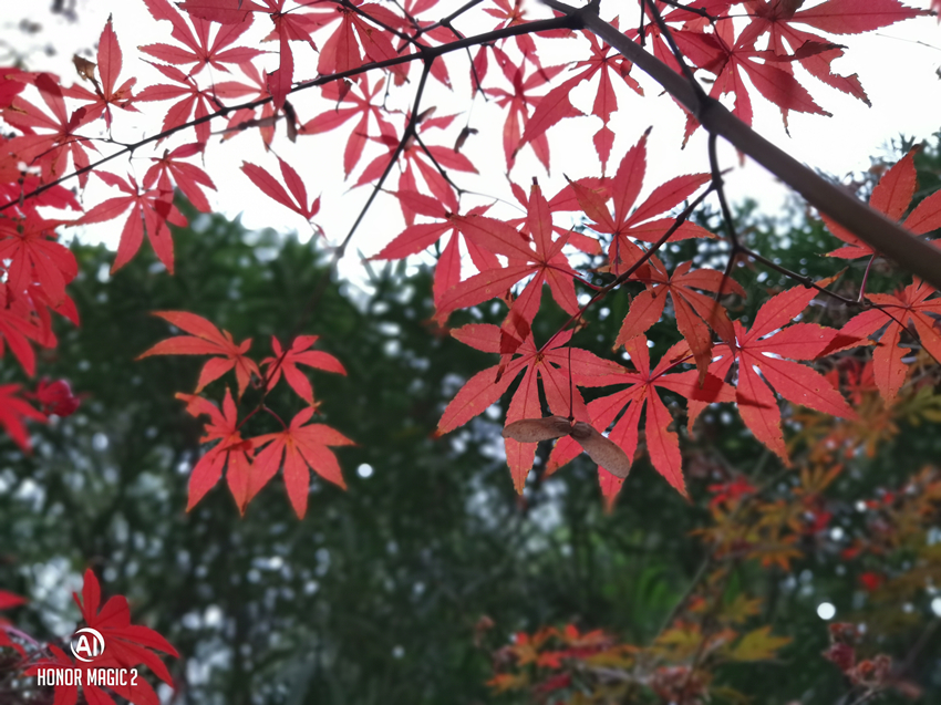 荣耀magic4ultimate拍照,荣耀magic4的拍照排名