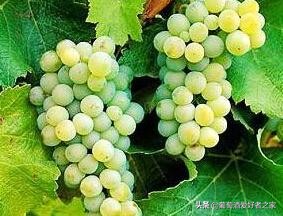 2017年拉菲传奇波尔多葡萄红酒700ml,拉菲传奇波尔多葡萄品种