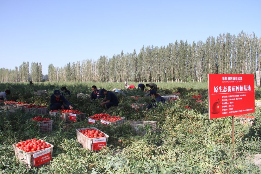 疆新,新疆番茄红素来了解一下