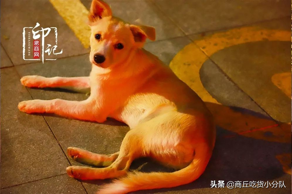 商丘师范学院里面的文化底蕴,在商丘的真实感受