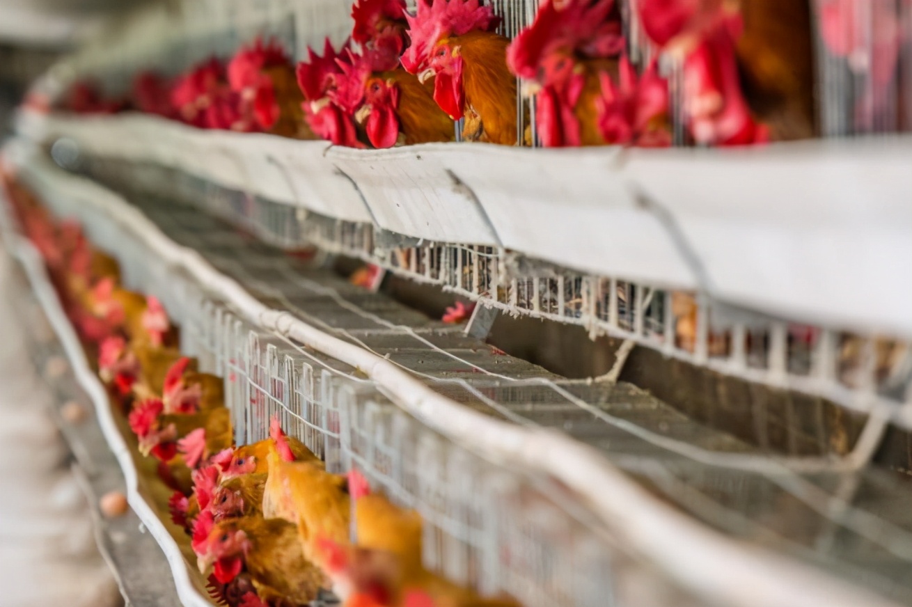 圣农股份养鸡,圣农发展在养鸡业排行榜