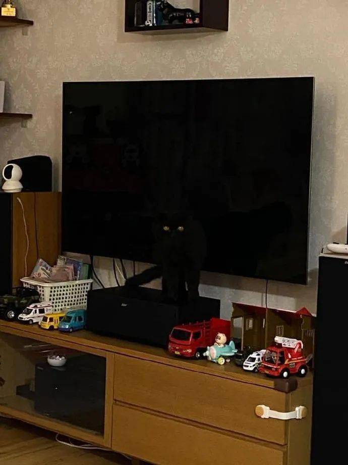 黑猫为什么被弃养,黑猫吃太多被弃养