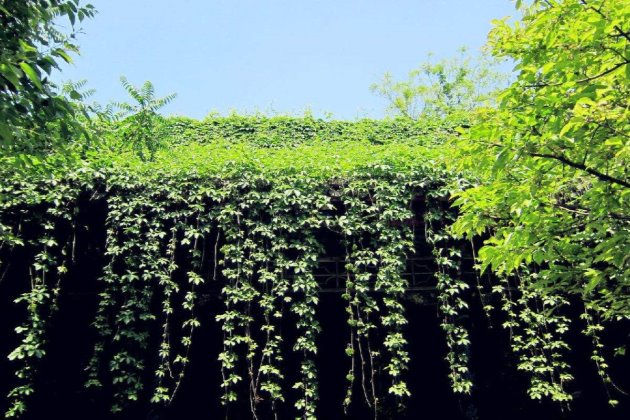 爬山虎这样养，不出两年爬满房子！