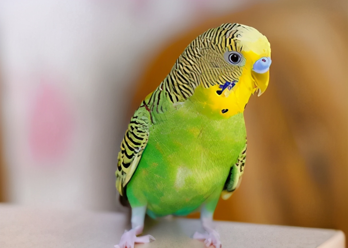 鹦鹉不听话怎么办,鹦鹉不听话的危害