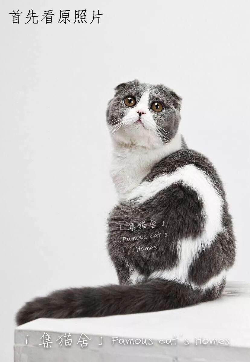 素描动物最全的收集,精微素描动物临摹高清大图