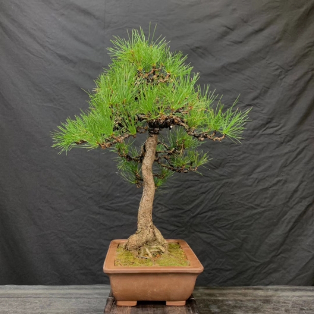 日本三河黑松盆景北方过冬,日本三河黑松小盆景