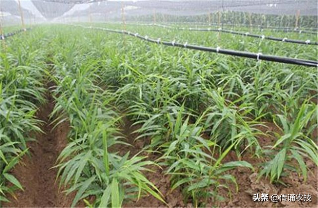 生姜种植有哪些病虫害怎么防治,张新华生姜病虫害防治技术