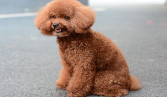 3个月泰迪怎么带出门旅游,小泰迪如何带出门