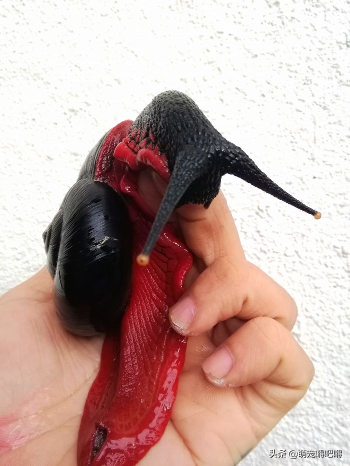 鲜艳的宠物蜗牛,另类宠物都有什么名字