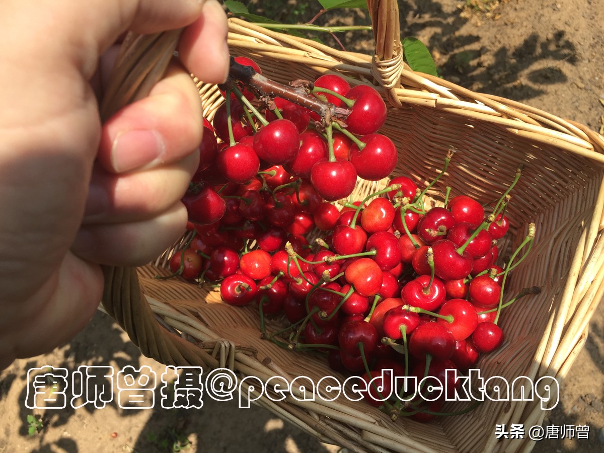 20210604唐师曾:红了樱桃