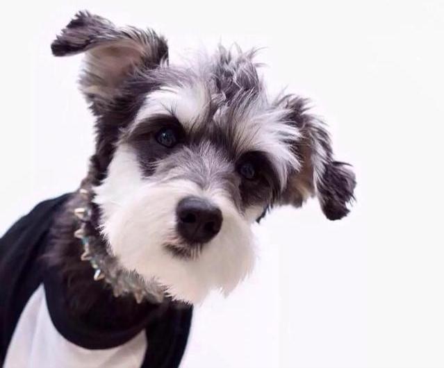 小型犬都容易得皮肤病吗,小型犬都有基因缺陷