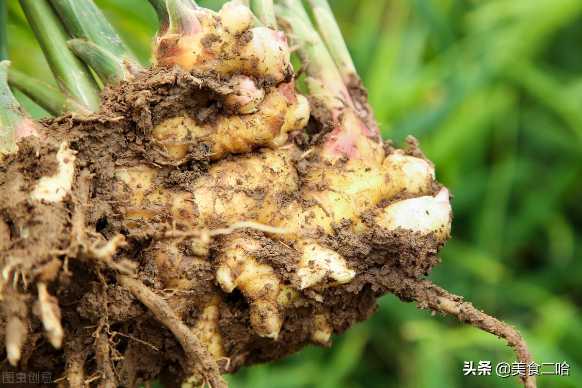 自从学会这个做法一天3顿吃不腻,给大家分享生姜的营养和简单做法