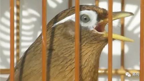 养画眉鸟犯不犯法,养画眉鸟有什么意义