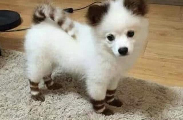 这些狗一出生，就赢在了起跑线上，因为长得实在太有趣了