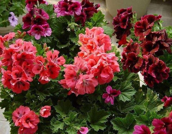 油烟机的废油怎么倒掉,油烟机清理出来的油怎么处理