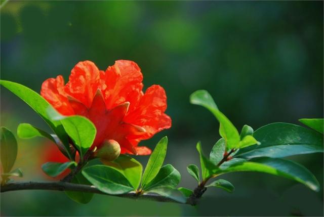 怎样拍石榴花更好看,石榴花获奖摄影作品欣赏