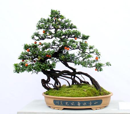 养金弹子记住这几句话,养金弹子口诀