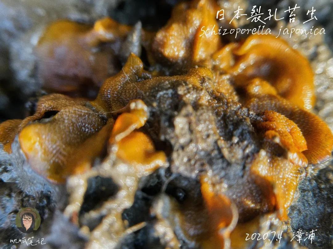 鼓浪屿赶海抓虫,鼓浪屿赶海佛手螺