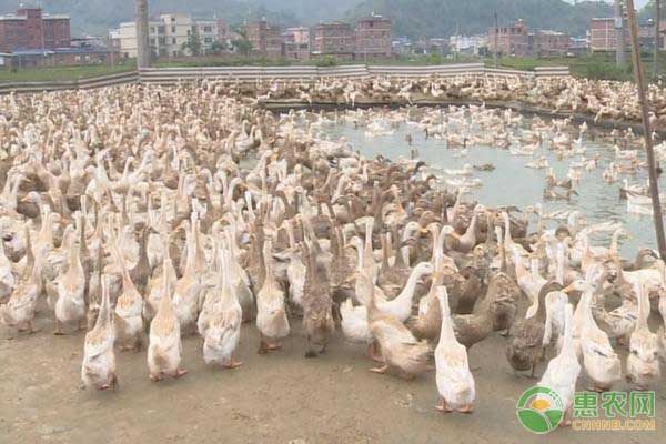 养鸭注意事项及预防疾病,养鸭怎么防治疾病
