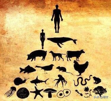 人类为什么智商高于其他动物,人类是食物链顶端动物吗