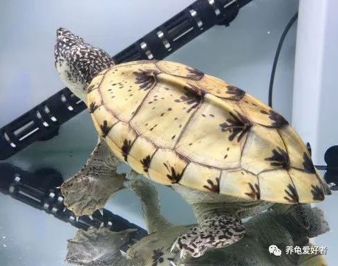 聚维酮碘养龟会死吗,聚维酮碘在水产养殖作用和功效