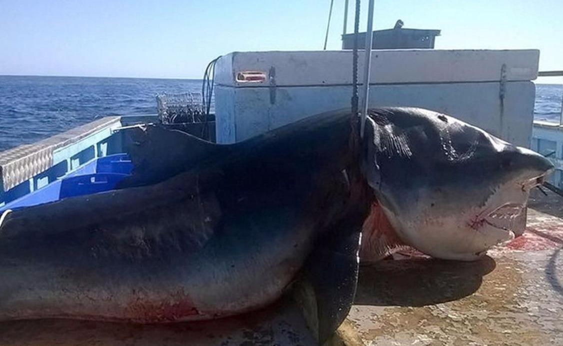 渔民误捕大鲨鱼,江苏渔民误捕3吨重鲸鲨