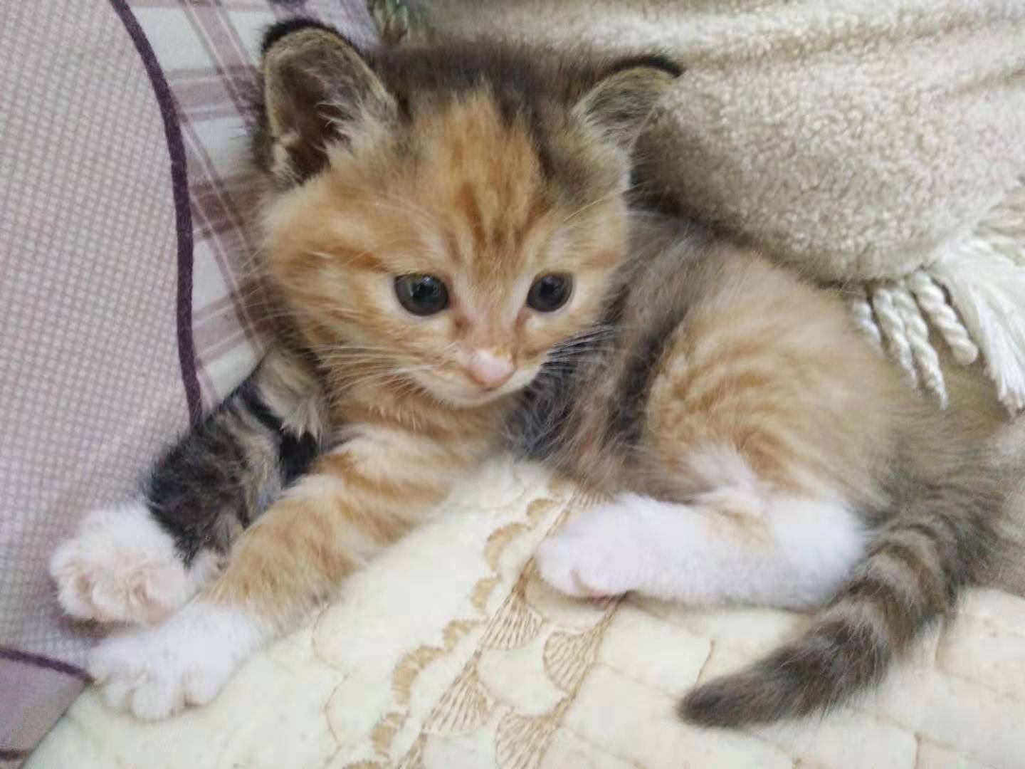 现在的猫咪不吃老鼠的吗,喵星人是不是普遍懒