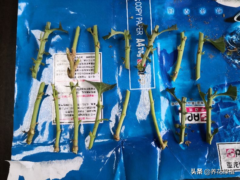 菊花开过花之后怎么修剪,盆栽菊花怎样修剪及修剪时间