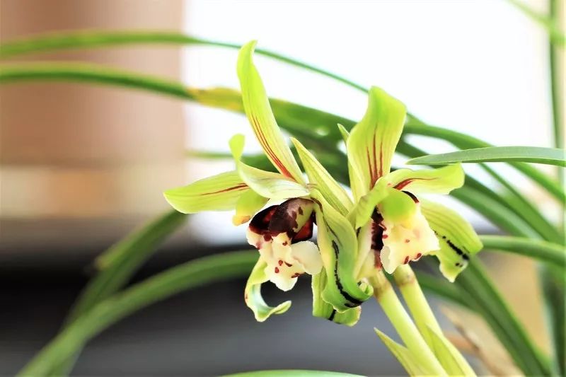 兰花有一种让人心醉的清香,兰花的美只有中国人最懂品兰之风