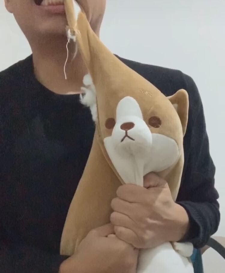 柯基咬拖鞋主人反咬玩具,两只柯基抢玩具