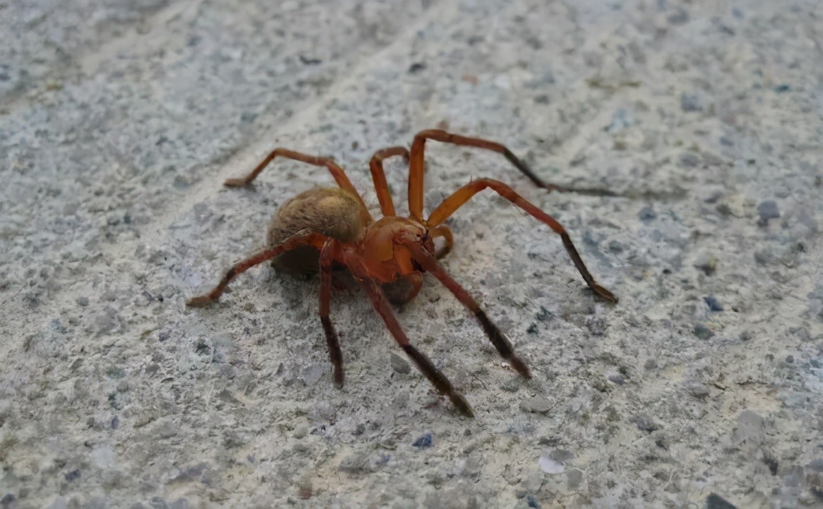 福建乡下一些常见的蜘蛛，看看有没有你认识的？