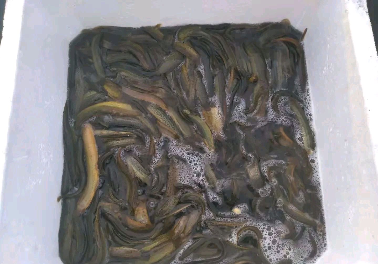 野钓放生泥鳅视频,大量泥鳅放生视频