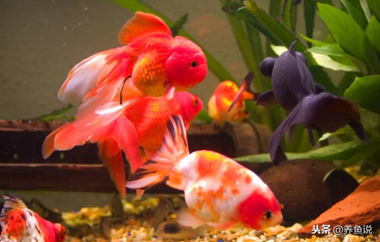 鱼缸硝化细菌崩溃需要全部换水吗,怎样更好使用好鱼缸里硝化细菌