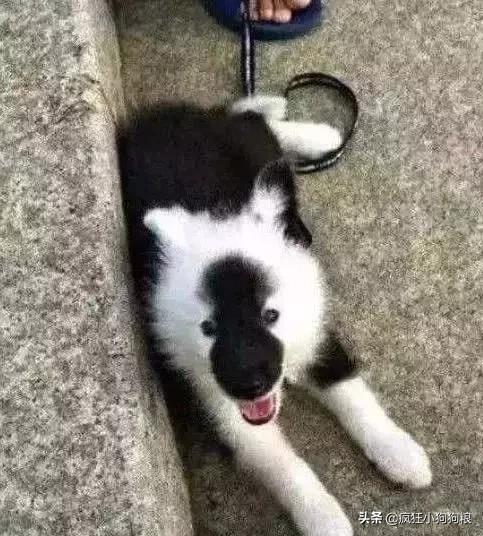 哈士奇和萨摩耶的幸福日常,哈士奇与萨摩耶的爱情