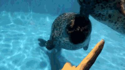 看起来很萌,实则凶悍无比的海豹,不护食却爱“分享”