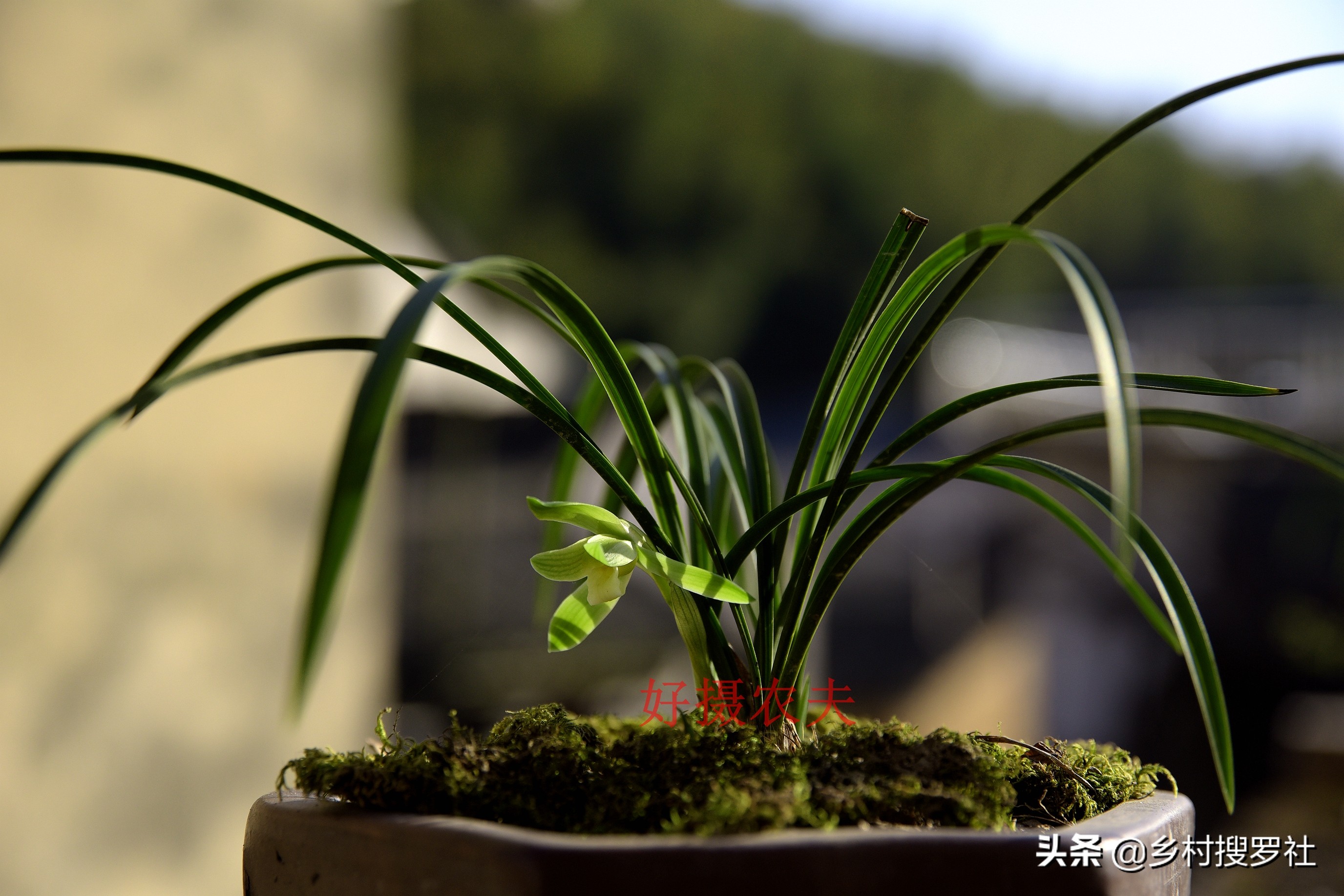 根系不好的兰花新上盆多久服盆,十月初上盆的兰花一周能服盆吗